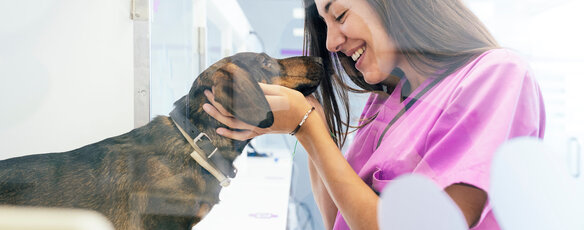 Veterinarian playing with a dog